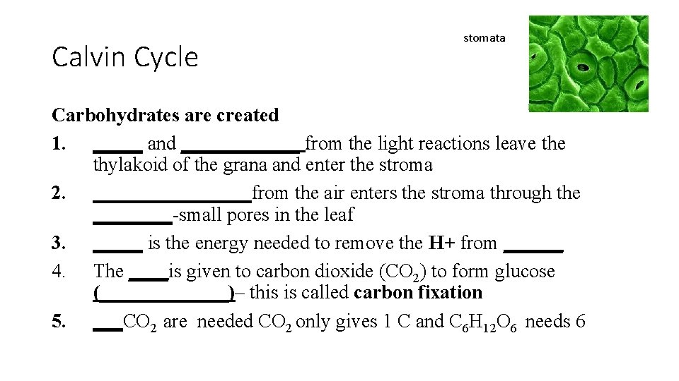 Calvin Cycle stomata Carbohydrates are created 1. _____ and ______ from the light reactions