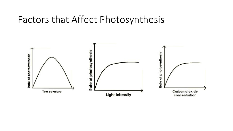 Factors that Affect Photosynthesis 
