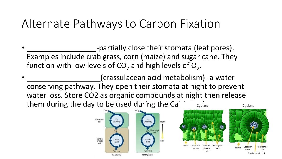 Alternate Pathways to Carbon Fixation • _________-partially close their stomata (leaf pores). Examples include
