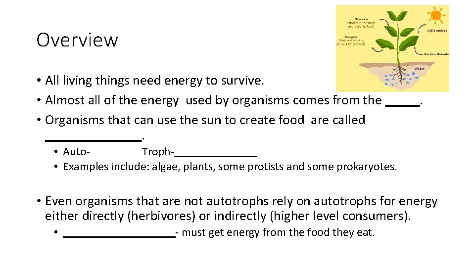 Overview • All living things need energy to survive. • Almost all of the