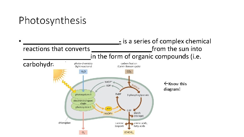 Photosynthesis • ______________- is a series of complex chemical reactions that converts _________from the