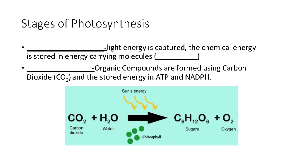 Stages of Photosynthesis • __________-light energy is captured, the chemical energy is stored in