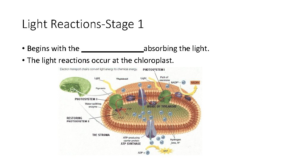 Light Reactions-Stage 1 • Begins with the ________absorbing the light. • The light reactions