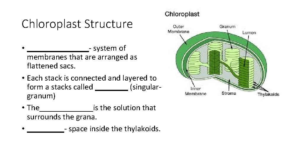 Chloroplast Structure • ________- system of membranes that are arranged as flattened sacs. •