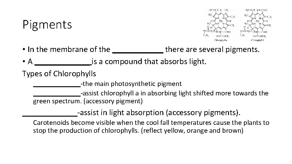 Pigments • In the membrane of the ______ there are several pigments. • A