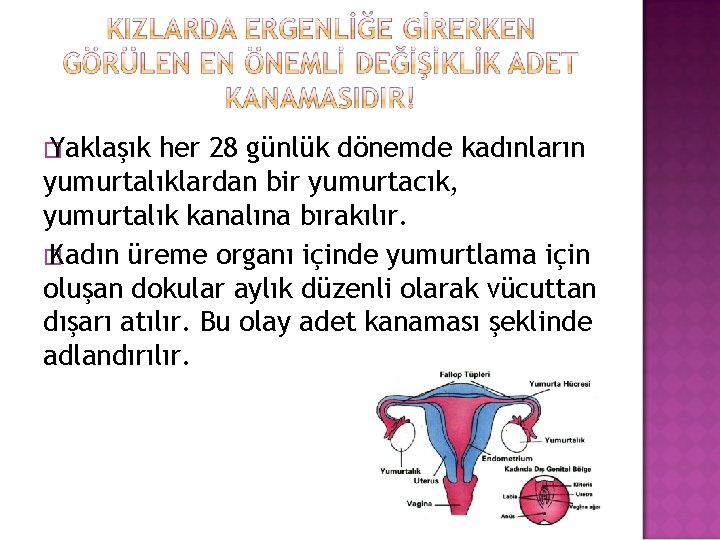 � Yaklaşık her 28 günlük dönemde kadınların yumurtalıklardan bir yumurtacık, yumurtalık kanalına bırakılır. �