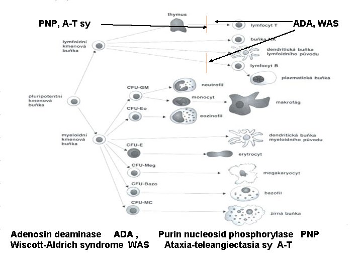 PNP, A-T sy ADA, WAS Adenosin deaminase ADA , Purin nucleosid phosphorylase PNP Wiscott-Aldrich