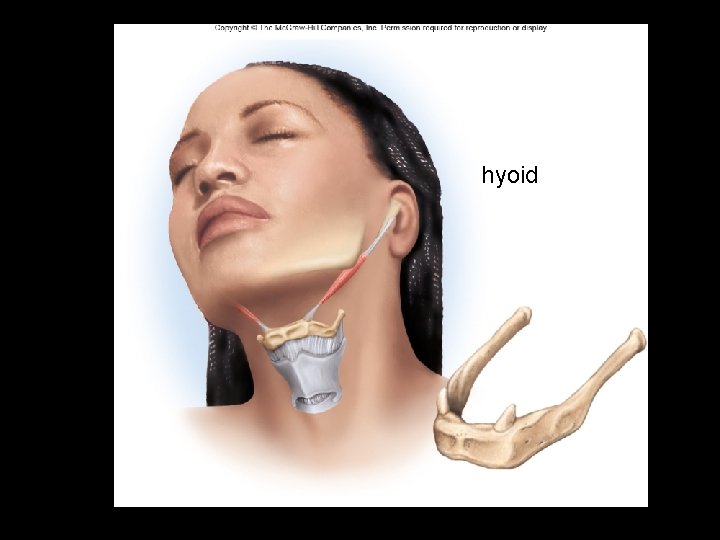 The Hyoid Bone hyoid Lesser horns 