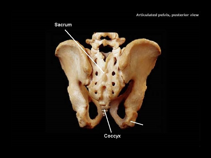 Sacrum Coccyx 