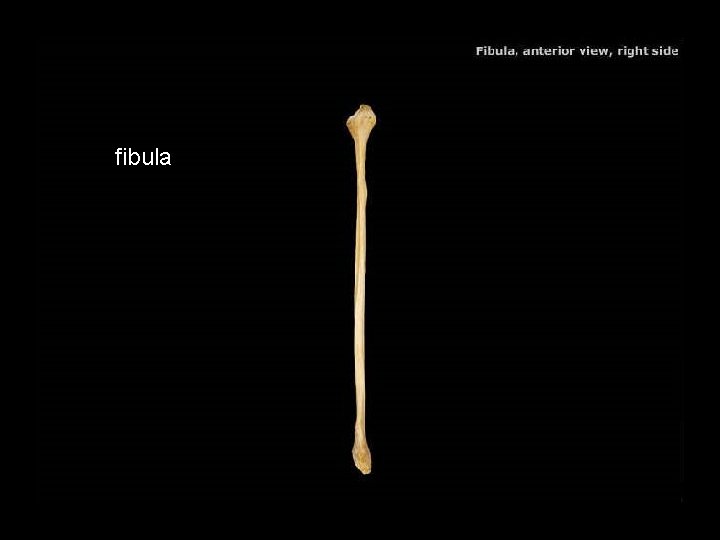 fibula 