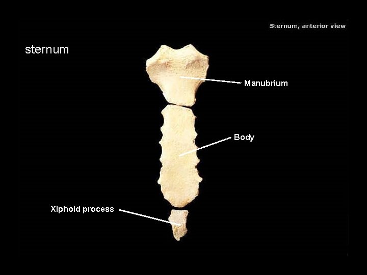 sternum Manubrium Body Xiphoid process 