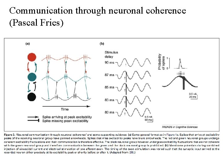 Communication through neuronal coherence (Pascal Fries) 