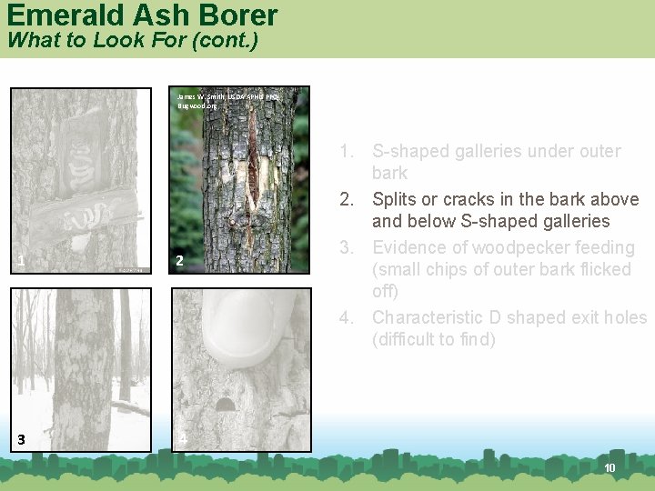 Emerald Ash Borer What to Look For (cont. ) James W. Smith, USDA APHIS