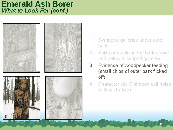 Emerald Ash Borer What to Look For (cont. ) 1 2 Tom Bain, Geo.