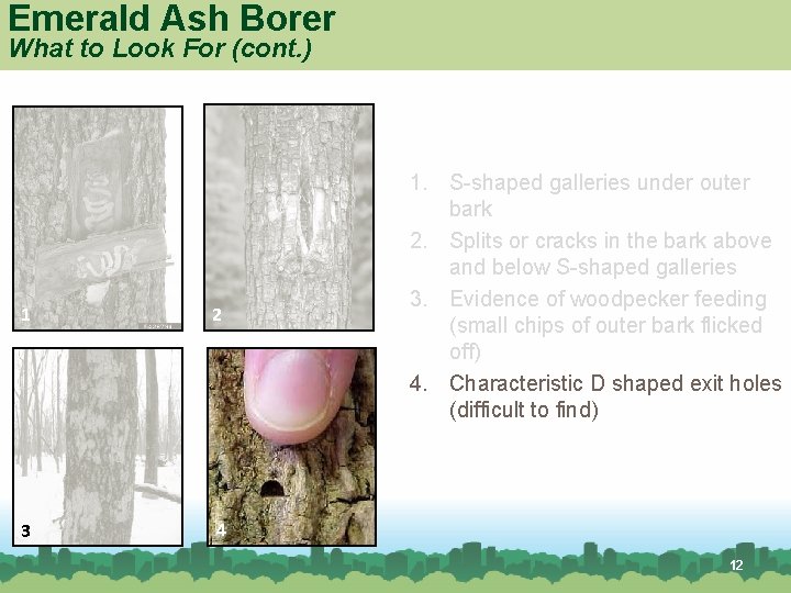Emerald Ash Borer What to Look For (cont. ) 1 2 3 4 1.