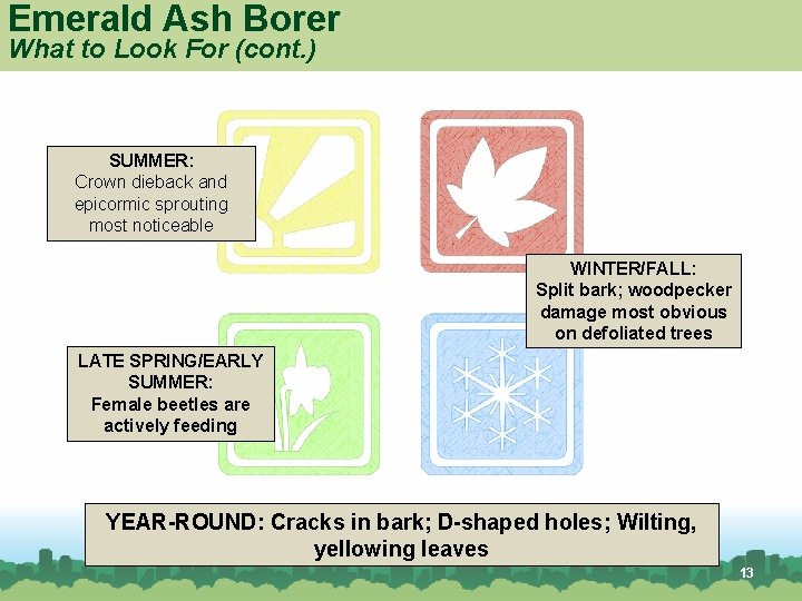Emerald Ash Borer What to Look For (cont. ) SUMMER: Crown dieback and epicormic