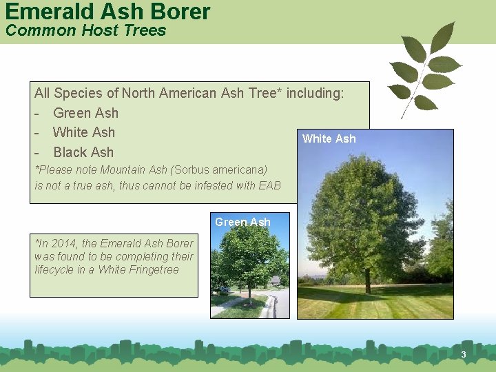 Emerald Ash Borer Common Host Trees All Species of North American Ash Tree* including: