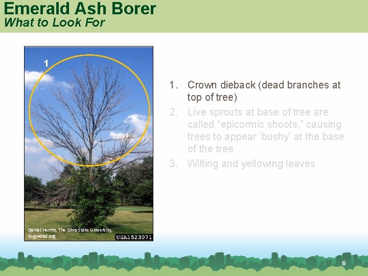 Emerald Ash Borer What to Look For 1 1. Crown dieback (dead branches at
