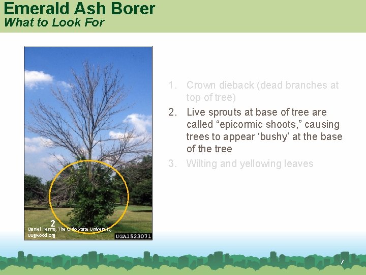 Emerald Ash Borer What to Look For 1. Crown dieback (dead branches at top