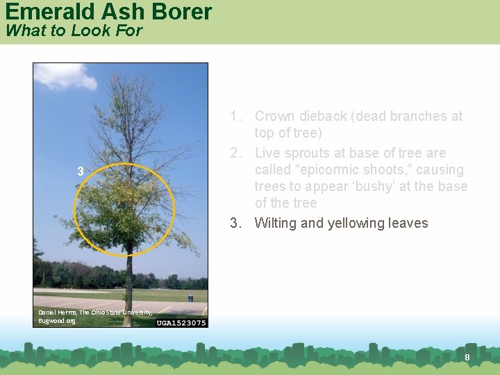 Emerald Ash Borer What to Look For 3 1. Crown dieback (dead branches at