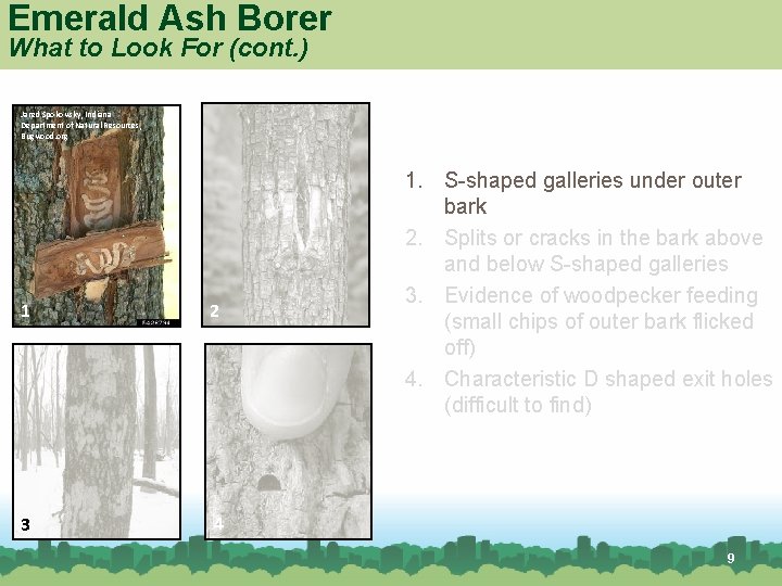 Emerald Ash Borer What to Look For (cont. ) Jared Spokowsky, Indiana Department of