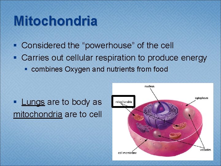 Mitochondria § Considered the “powerhouse” of the cell § Carries out cellular respiration to