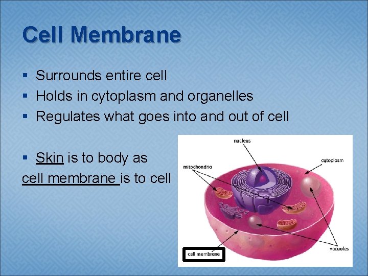 Cell Membrane § Surrounds entire cell § Holds in cytoplasm and organelles § Regulates