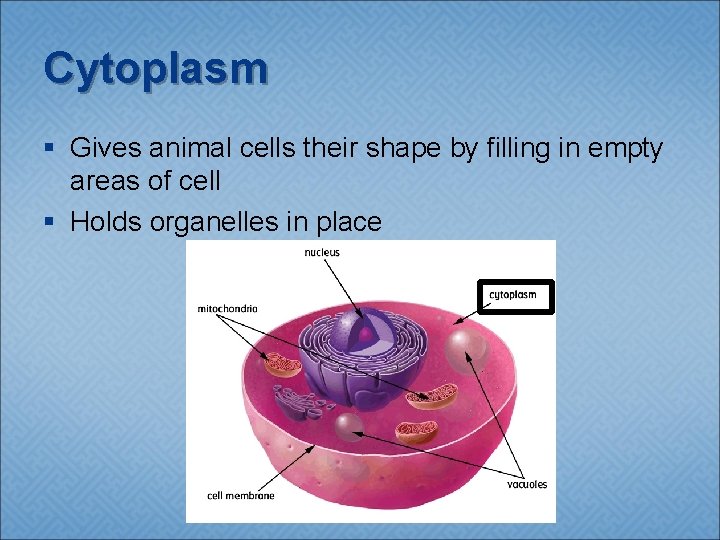 Cytoplasm § Gives animal cells their shape by filling in empty areas of cell
