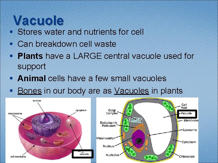 Vacuole § Stores water and nutrients for cell § Can breakdown cell waste §