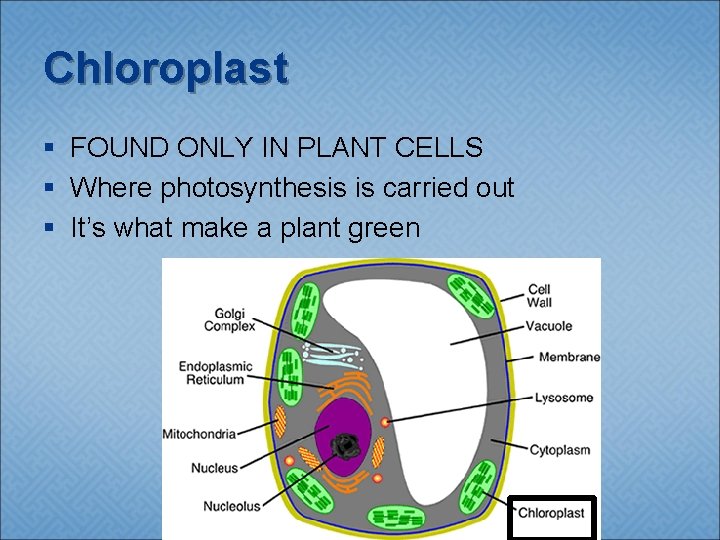 Chloroplast § FOUND ONLY IN PLANT CELLS § Where photosynthesis is carried out §