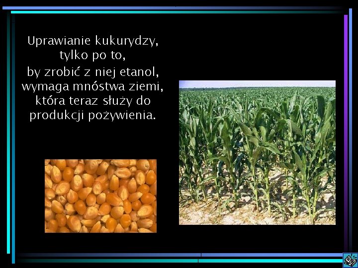 Uprawianie kukurydzy, tylko po to, by zrobić z niej etanol, wymaga mnóstwa ziemi, która