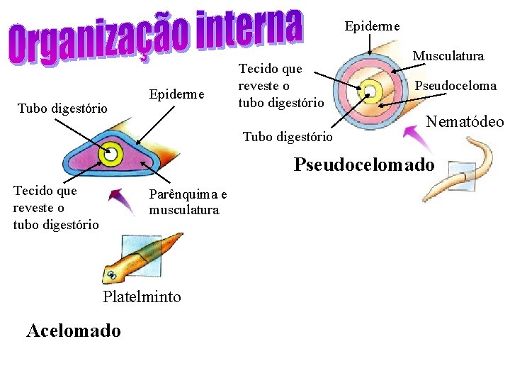 Epiderme Tubo digestório Epiderme Tecido que reveste o tubo digestório Tubo digestório Musculatura Pseudoceloma