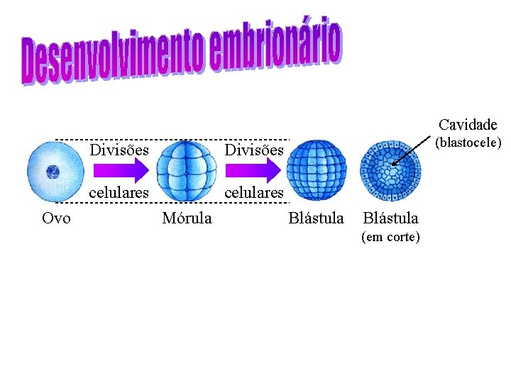 Cavidade Ovo Divisões celulares Mórula (blastocele) Blástula (em corte) 