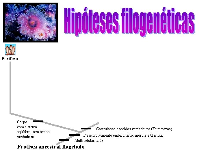 Porifera Corpo com sistema aqüífero, sem tecido verdadeiro Gastrulação e tecidos verdadeiros (Eumetazoa) Desenvolvimento