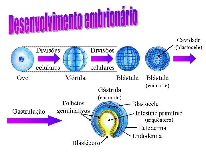 Cavidade Divisões celulares Ovo Mórula (blastocele) Blástula Gástrula Gastrulação Folhetos germinativos (em corte) Blástula