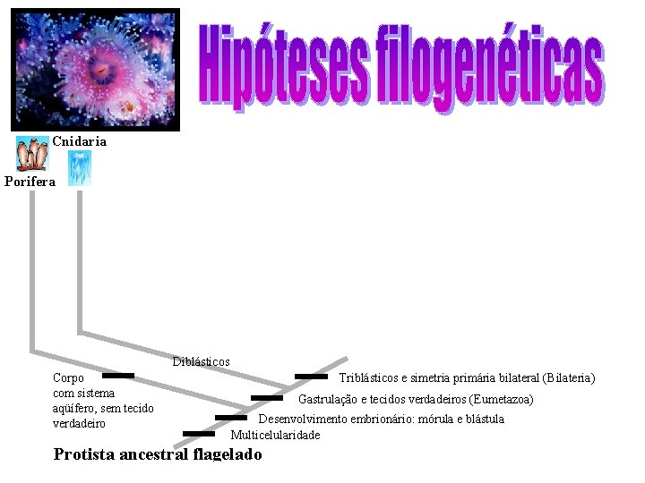 Cnidaria Porifera Diblásticos Corpo com sistema aqüífero, sem tecido verdadeiro Triblásticos e simetria primária