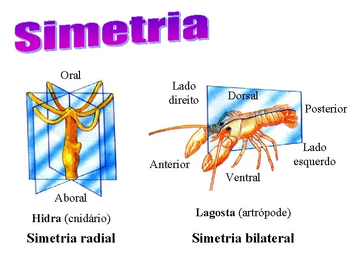 Oral Lado direito Dorsal Posterior Lado esquerdo Anterior Ventral Aboral Hidra (cnidário) Lagosta (artrópode)