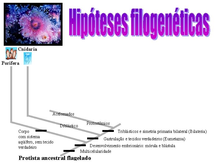 Cnidaria Porifera Acelomados Diblástico Corpo com sistema aqüífero, sem tecido verdadeiro Protostômios Triblásticos e