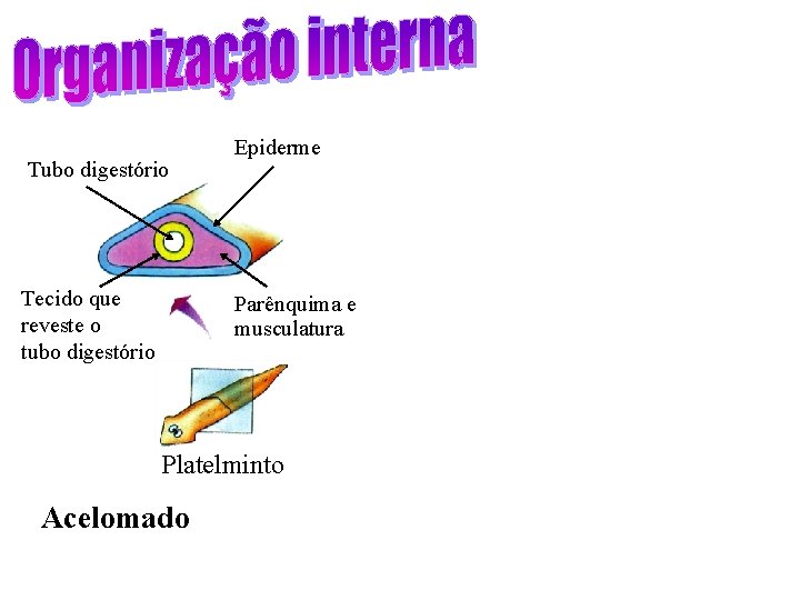 Tubo digestório Tecido que reveste o tubo digestório Epiderme Parênquima e musculatura Platelminto Acelomado