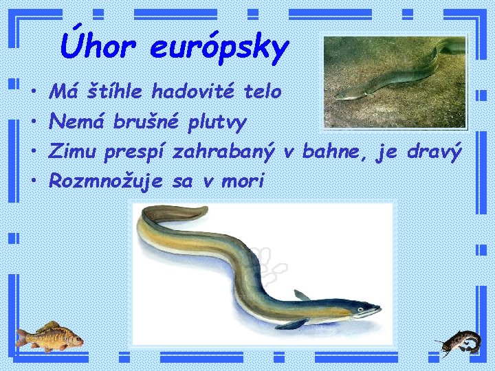 Úhor európsky • • Má štíhle hadovité telo Nemá brušné plutvy Zimu prespí zahrabaný