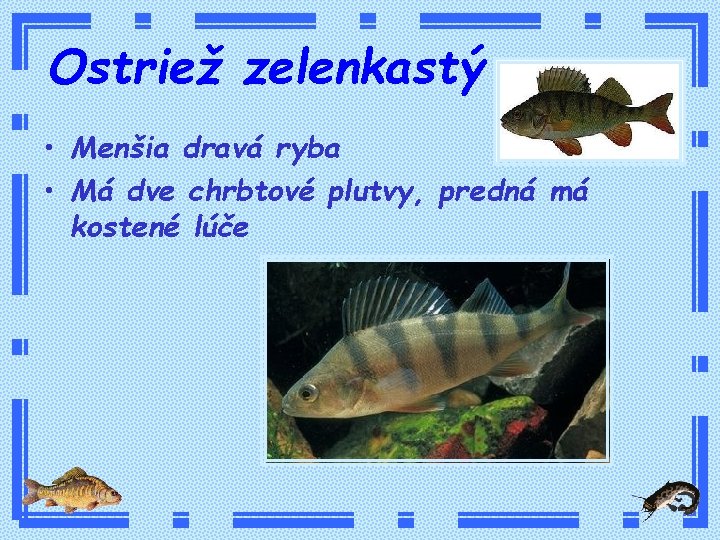 Ostriež zelenkastý • Menšia dravá ryba • Má dve chrbtové plutvy, predná má kostené