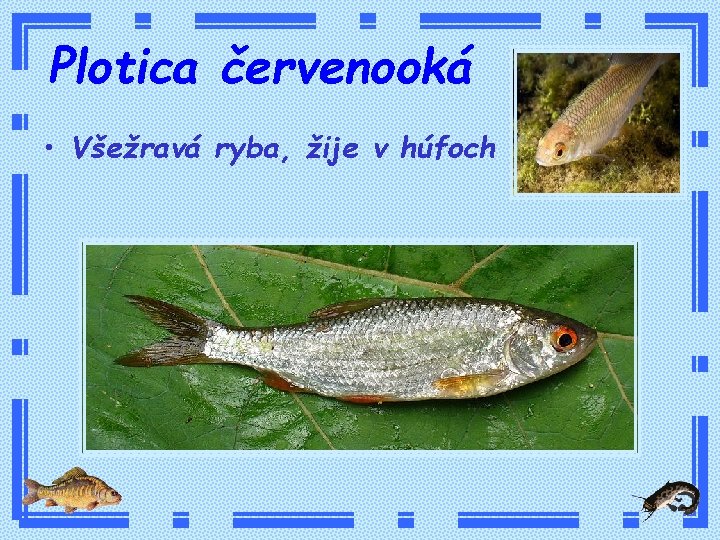 Plotica červenooká • Všežravá ryba, žije v húfoch 