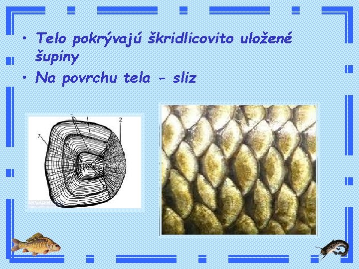  • Telo pokrývajú škridlicovito uložené šupiny • Na povrchu tela - sliz 