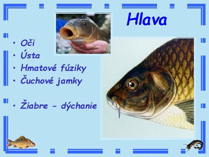 Hlava • • Oči Ústa Hmatové fúziky Čuchové jamky • Žiabre - dýchanie 