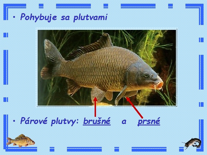  • Pohybuje sa plutvami • Párové plutvy: brušné a prsné 