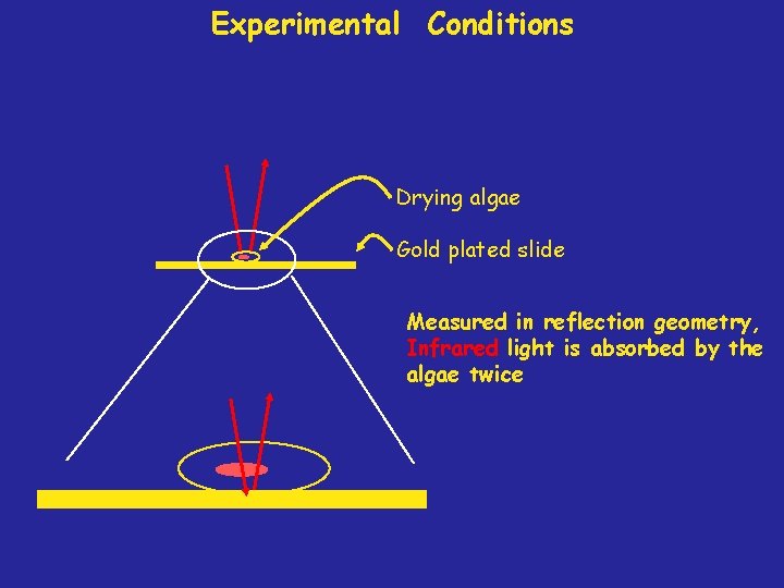 Experimental Conditions Drying algae Gold plated slide Measured in reflection geometry, Infrared light is