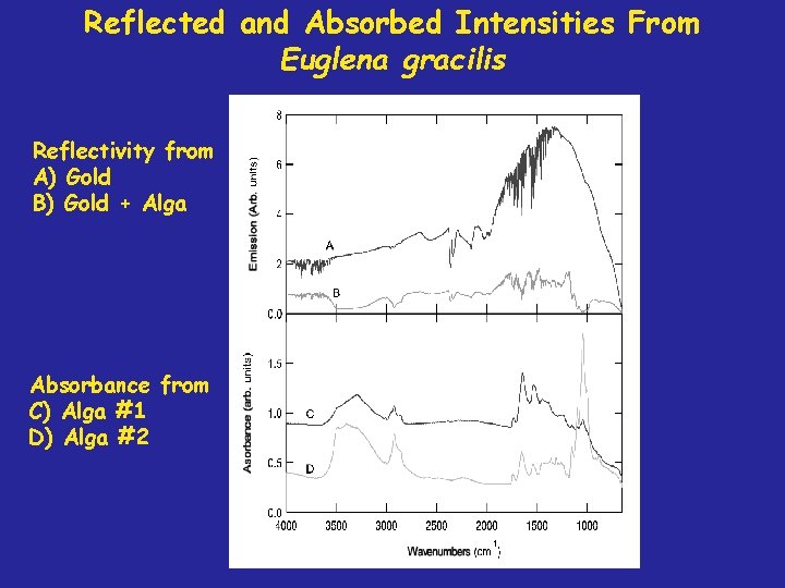 Reflected and Absorbed Intensities From Euglena gracilis Reflectivity from A) Gold B) Gold +