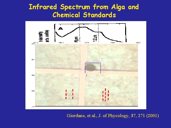 Infrared Spectrum from Alga and Chemical Standards Giordano, et al. , J. of Phycology,