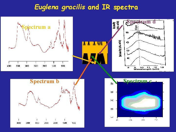 Euglena gracilis and IR spectra Spectrum b Spectrum d Spectrum c 