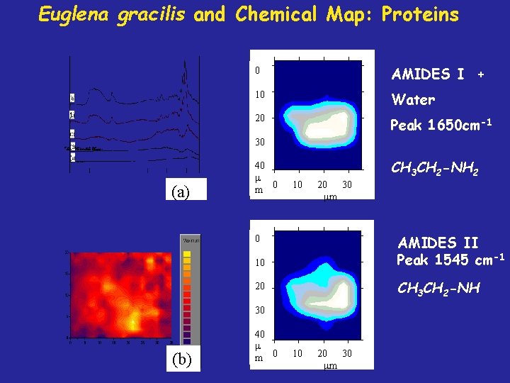 Euglena gracilis and Chemical Map: Proteins 0 AMIDES I + 10 Water 20 Peak